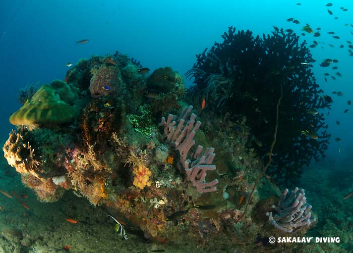 Dive site specificities Madagascar diving